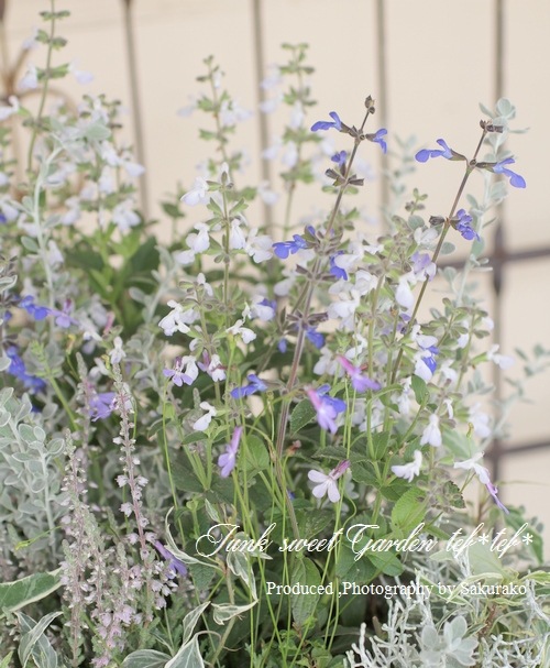 ロベリア プリンセスブルー