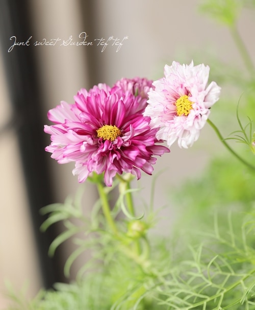 八重咲きコスモス・ダブルクリック 『バイカラー』 | すべての商品