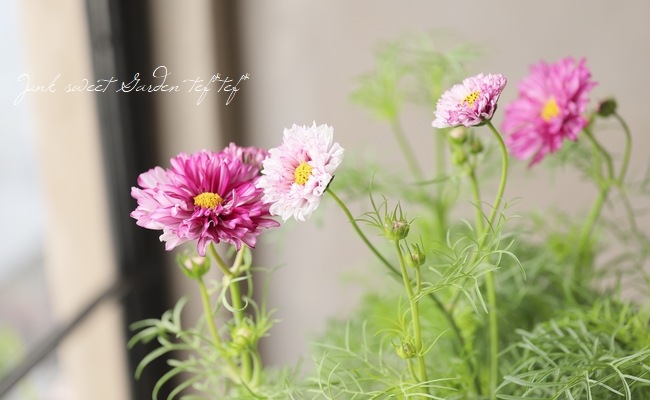 八重咲きコスモス・ダブルクリック 『バイカラー』 | すべての商品