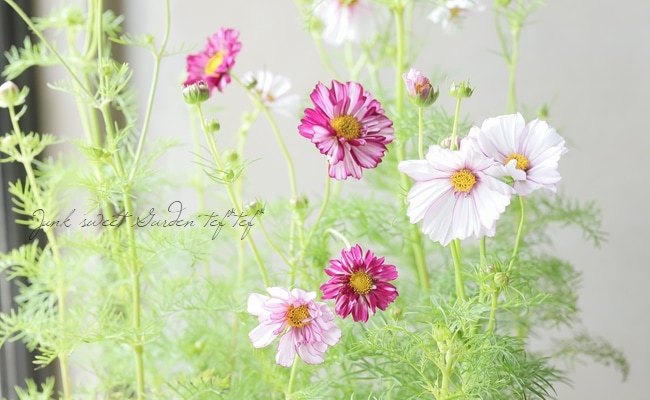 八重咲きコスモス・ダブルクリック 『バイカラー』 | すべての商品