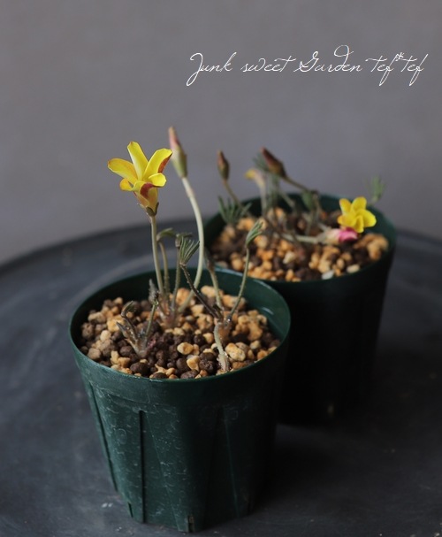 希少種オキザリス ナマクエンシス すべての商品 Junk Sweet Garden Tef Tef