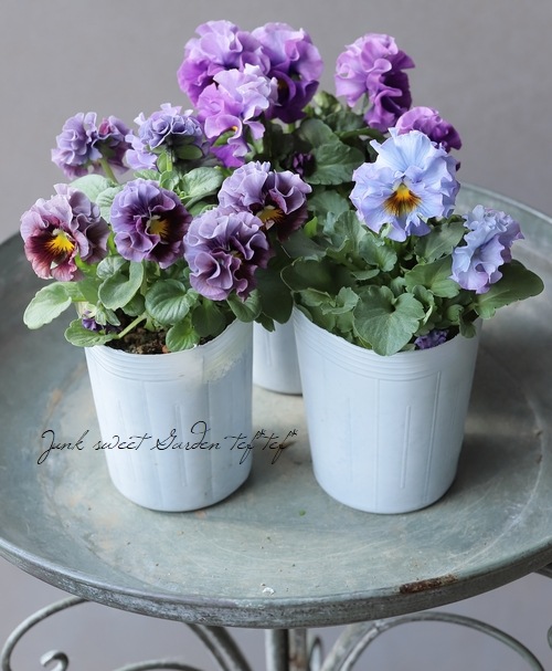 ○松原園芸さんパンジー 『スリールドランジュ』 | すべての商品