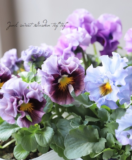 ○松原園芸さんパンジー 『スリールドランジュ』 | すべての商品