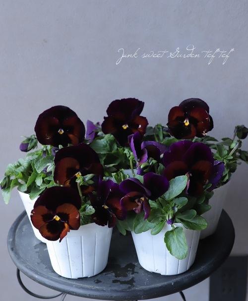 �ѥ󥸡��������ܡ���إ��祳��ƥ����ˡ�