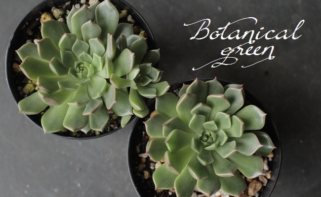 ��¿����ʪ�ۡ��إ���ӥ��١������٥ꥢ°