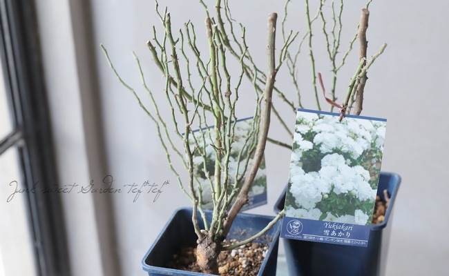 �Ĥ�ߥ˥Х顦���ޥĥ����ǥ󥪥ꥸ�ʥ��ʼ� ���㤢���� -Yukiakari -�� �ڹ񻺥Υ��Х����ڻ��ѡ� ���ɥ������ץ�����