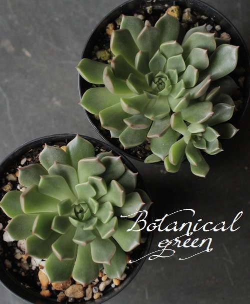 ��¿����ʪ�ۡ��إ���ӥ��١������٥ꥢ°