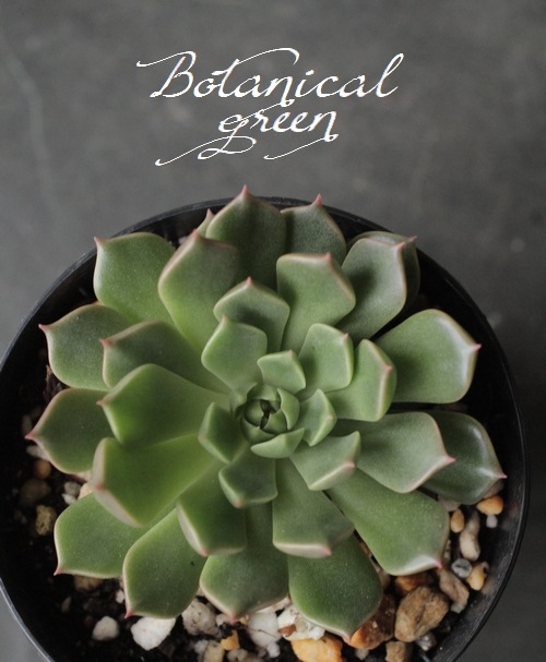 多肉植物 オリビア　抜き苗　エケベリア 多肉植物】エケベリア 抜き苗 1株 ❤️手のひらサイズまで