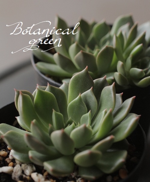 多肉植物】 『オリビア』 エケベリア属 | すべての商品 | | Junk sweet