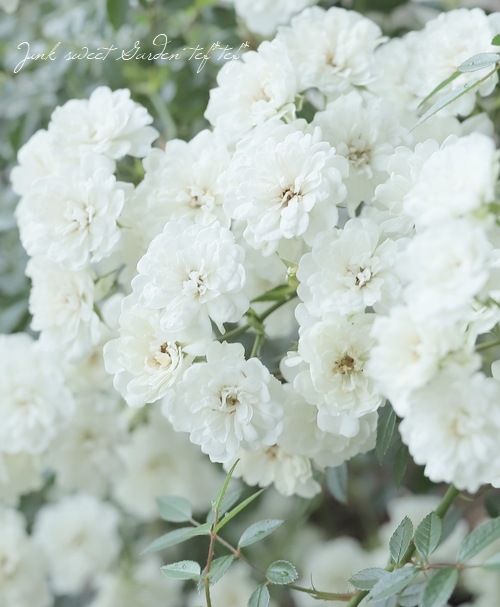 �Ĥ�ߥ˥Х顦���ޥĥ����ǥ󥪥ꥸ�ʥ��ʼ� ���㤢���� -Yukiakari -�� �ڹ񻺥Υ��Х����ڻ��ѡ� ���ɥ������ץ�����