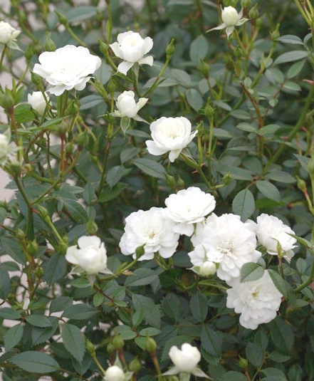 �Ĥ�ߥ˥Х顦���ޥĥ����ǥ󥪥ꥸ�ʥ��ʼ� ���㤢���� -Yukiakari -�� �ڹ񻺥Υ��Х����ڻ��ѡ� ���ɥ������ץ�����