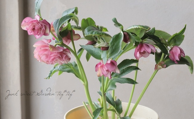 クリスマスローズ 『川久保交配・多弁系』 【No.A】 | すべての商品