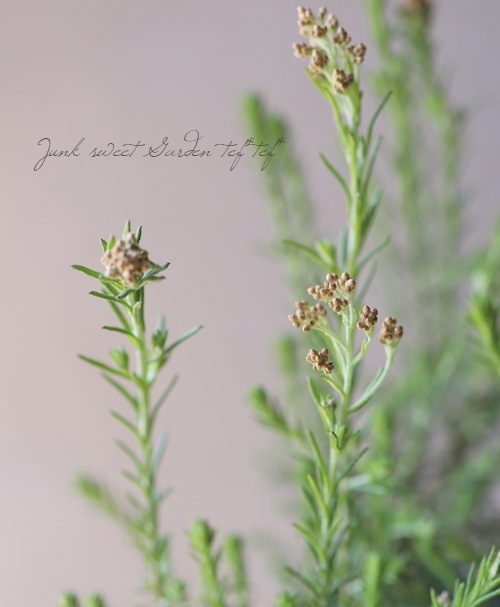 ライスフラワー ゴールド すべての商品 Junk Sweet Garden Tef Tef