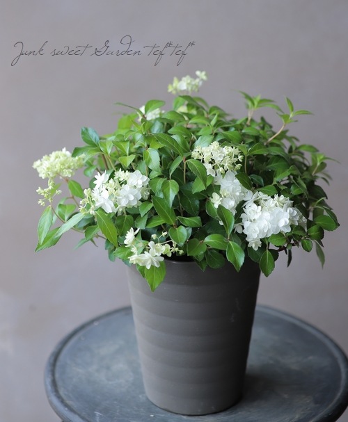 山紫陽花 コガクウツギ『花笠』 | すべての商品 | | Junk sweet Garden