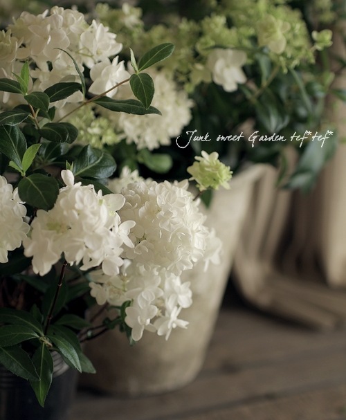 山紫陽花 コガクウツギ『花笠』 | すべての商品 | | Junk sweet Garden