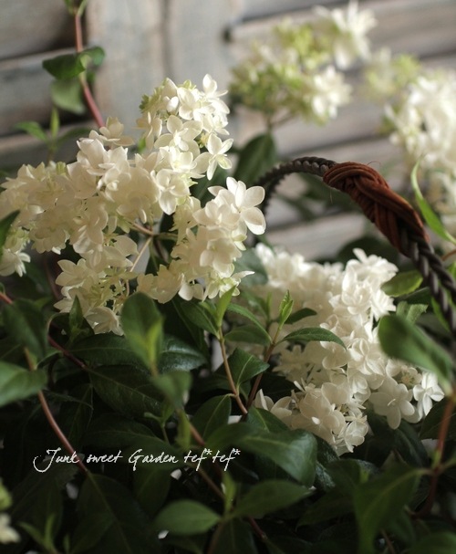 山紫陽花 コガクウツギ『花笠』 | すべての商品 | | Junk sweet Garden