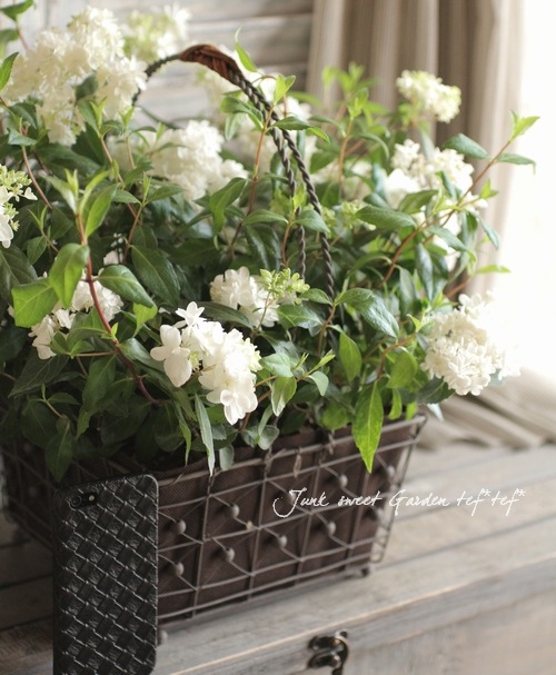 山紫陽花 コガクウツギ『花笠』 | すべての商品 | | Junk sweet Garden