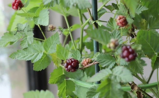 果樹 ボイセンベリー 美味しい実がなる 葉傷みあり 樹高約60cm すべての商品 Junk Sweet Garden Tef Tef