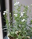 Ȭ�ź餭�����쥢���ؤ椭�Ƥޤ�� ������ݥ��ꥸ�ʥ�