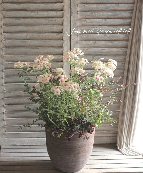 ロニセラ ニティダ レッドチップ すべての商品 Junk Sweet Garden Tef Tef