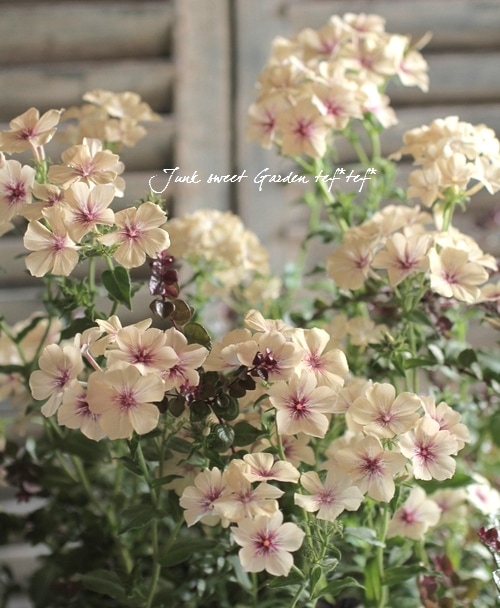 ロニセラ・ニティダ 『レッドチップ』 | すべての商品 | | Junk sweet