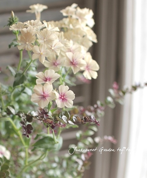 ロニセラ ニティダ レッドチップ すべての商品 Junk Sweet Garden Tef Tef