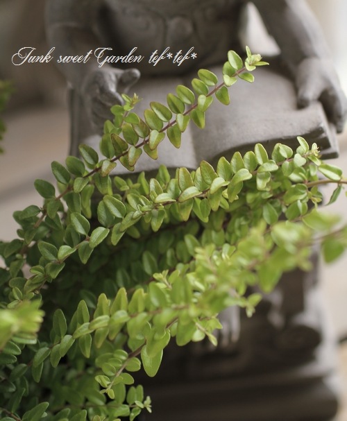 ロニセラ・ニティダ 『レッドチップ』 | すべての商品 | | Junk sweet