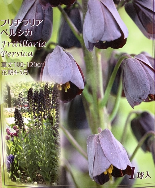 洋種バイモユリ・フリチラリア『ペルシカ』 球根1球 | すべての商品