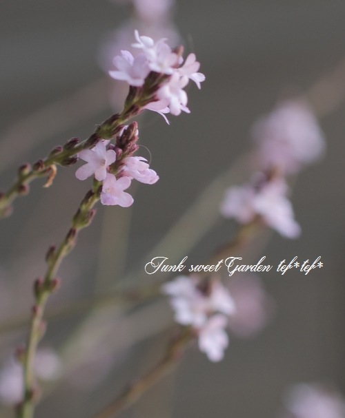 �ɺ���Ƽ�եС��٥ʡ��إХ�ץȥ�١�