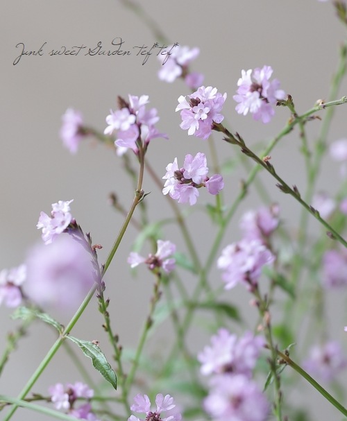 �ɺ���Ƽ�եС��٥ʡ��إХ�ץȥ�١�