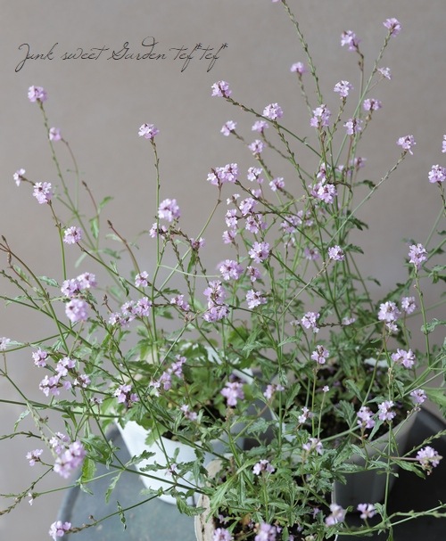 �ɺ���Ƽ�եС��٥ʡ��إХ�ץȥ�١�