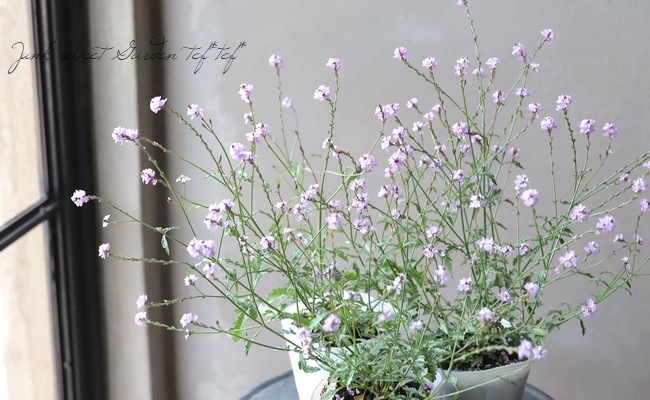 �ɺ���Ƽ�եС��٥ʡ��إХ�ץȥ�١�