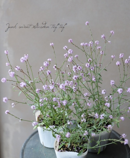 �ɺ���Ƽ�եС��٥ʡ��إХ�ץȥ�١�