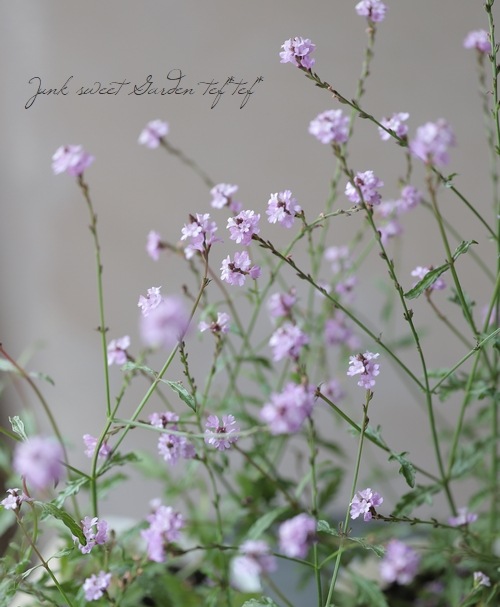 �ɺ���Ƽ�եС��٥ʡ��إХ�ץȥ�١�