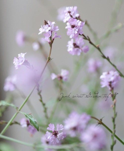 �ɺ���Ƽ�եС��٥ʡ��إХ�ץȥ�١�