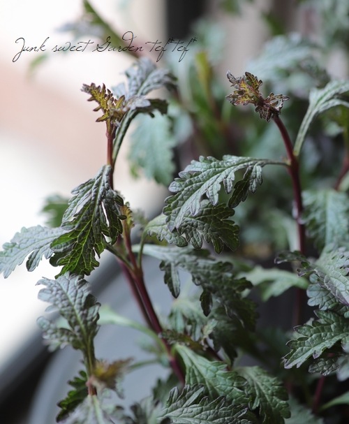 �ɺ���Ƽ�եС��٥ʡ��إХ�ץȥ�١�