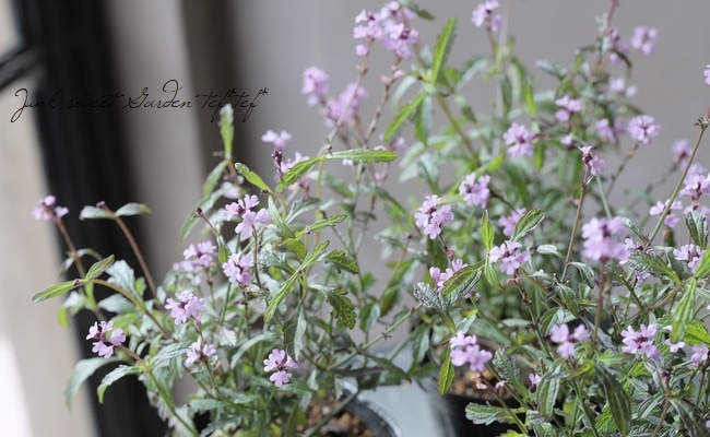 �ɺ���Ƽ�եС��٥ʡ��إХ�ץȥ�١�