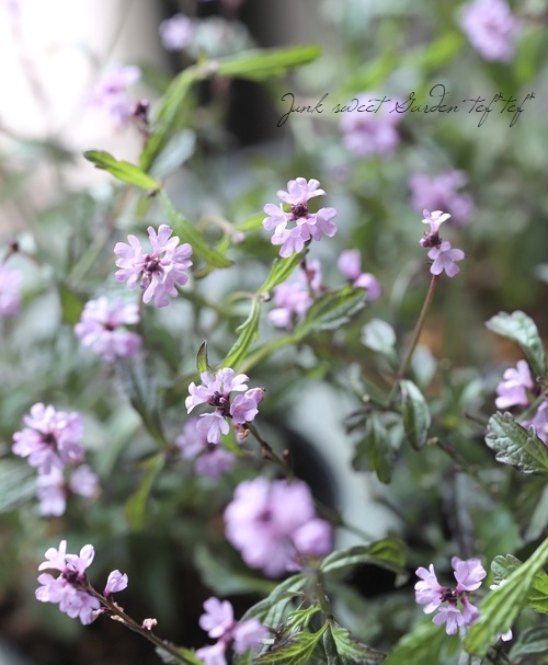 �ɺ���Ƽ�եС��٥ʡ��إХ�ץȥ�١�