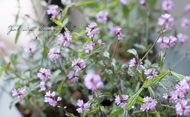 �ɺ���Ƽ�եС��٥ʡ��إХ�ץȥ�١�