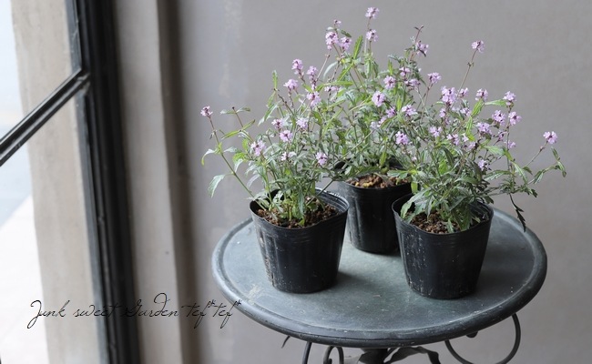 �ɺ���Ƽ�եС��٥ʡ��إХ�ץȥ�١�