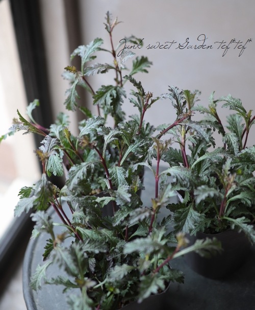 �ɺ���Ƽ�եС��٥ʡ��إХ�ץȥ�١�