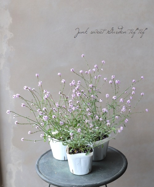 �ɺ���Ƽ�եС��٥ʡ��إХ�ץȥ�١�