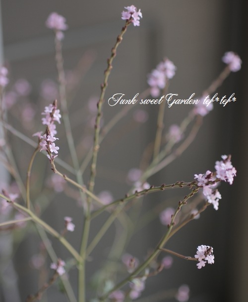 �ɺ���Ƽ�եС��٥ʡ��إХ�ץȥ�١�