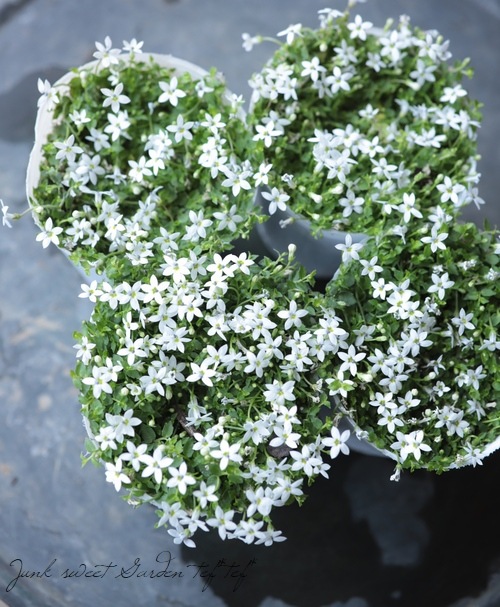 エクボソウ・プラティア 『ホワイト×ブルー』MIX植え | すべての商品