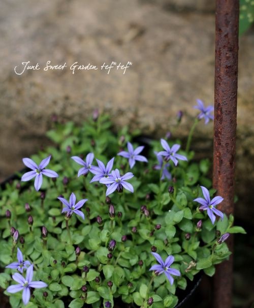 エクボソウ プラティア ホワイト ブルー Mix植え すべての商品 Junk Sweet Garden Tef Tef