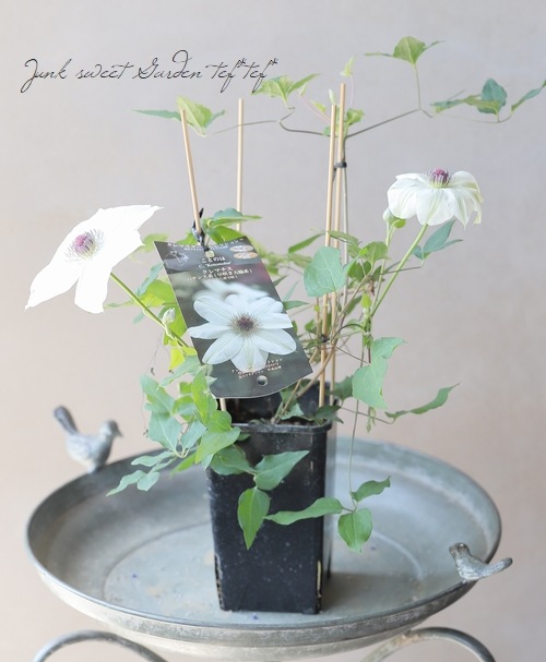 及川フラグリーン】クレマチス・ パテンス系 『ことのは』 | すべての