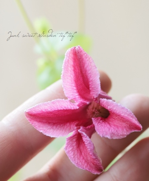 花 クレマチス・ビチセラ系 『エトワールローズ』 | すべての商品