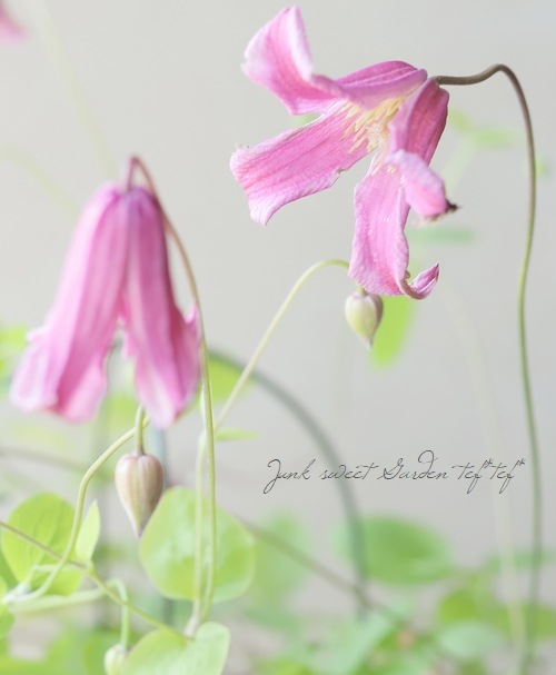 クレマチス・ビチセラ系 『エトワールローズ』 | すべての商品