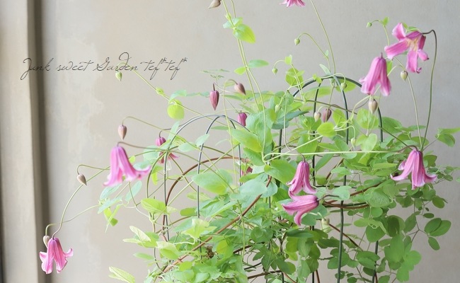 クレマチス・ビチセラ系 『エトワールローズ』 | すべての商品