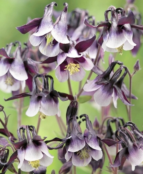 2年物】八重咲きオダマキ・ブルガリス 『ウィリアムギネス』 | すべて